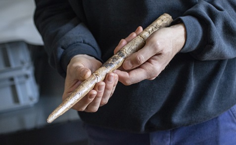 Troben les eines més antigues fabricades amb ossos de balena